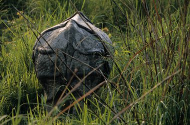 Hindistan gergedanı, Chitwan Ulusal Parkı, Terai, Nepal, UNESCO Mirası
