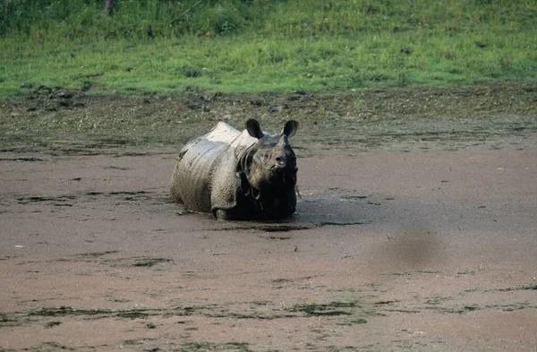Rinocerontes Indios Parque Nacional Chitwan Terai Nepal Patrimonio Unesco —  Fotos de Stock