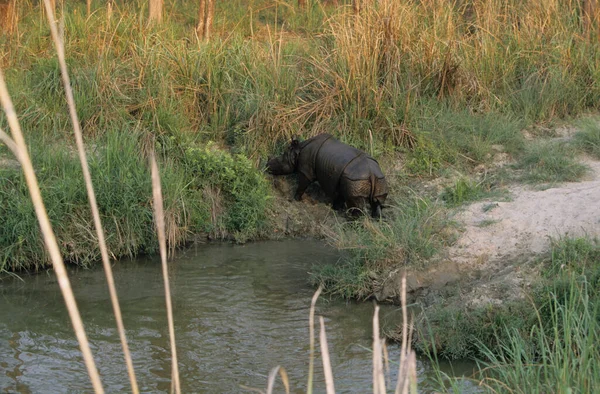 Indian Rinoceros Chitwan National Park Terai Nepal Unesco Heritage — стокове фото