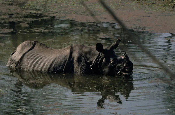 Indian Rinoceros Chitwan National Park Terai Nepal Unesco Heritage — стокове фото