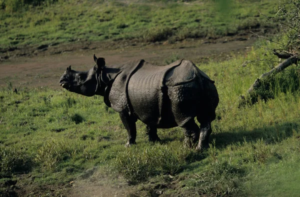 Indian Rinoceros Chitwan National Park Terai Nepal Unesco Heritage — стокове фото