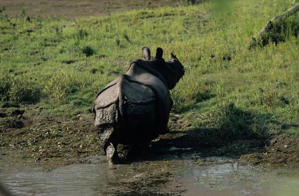 Indian Rinoceros Chitwan National Park Terai Nepal Unesco Heritage — стокове фото