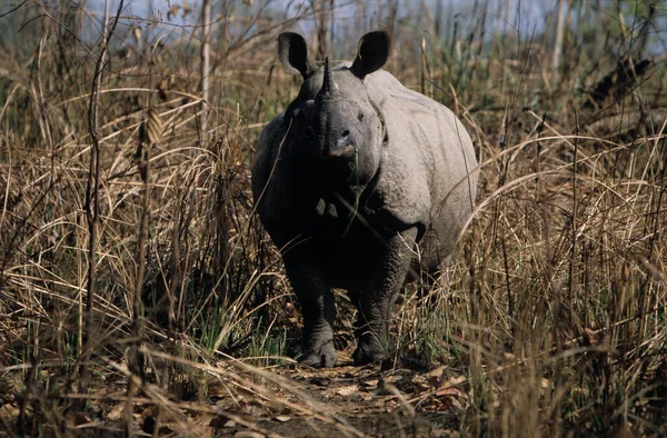 Indian Rinoceros Chitwan National Park Terai Nepal Unesco Heritage — стокове фото