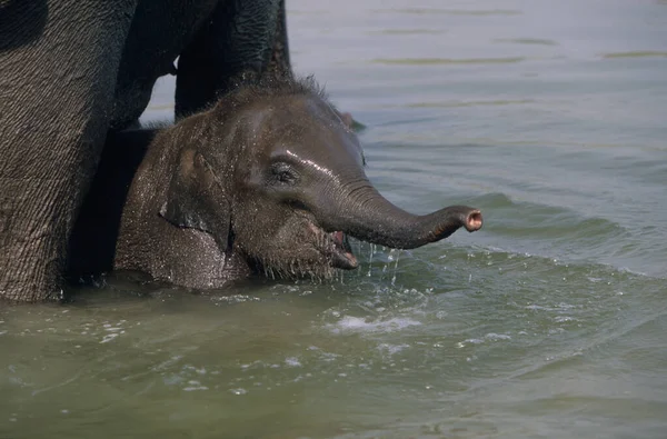 Ciervo Del Eje Eje Del Eje Parque Nacional Chitwan Terai — Foto de Stock