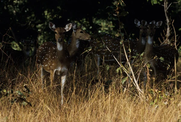 Cervo Dell Asse Asse Dell Asse Parco Nazionale Chitwan Terai — Foto Stock