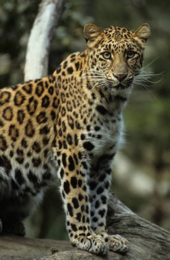 Amur Leoparı (Panthera pardus orientalis), Chitwan Ulusal Parkı, Nepal