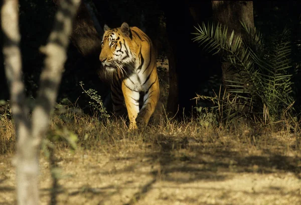 Tigre Real Bengala Panthera Neofelis Tigris Tigris India — Foto de Stock