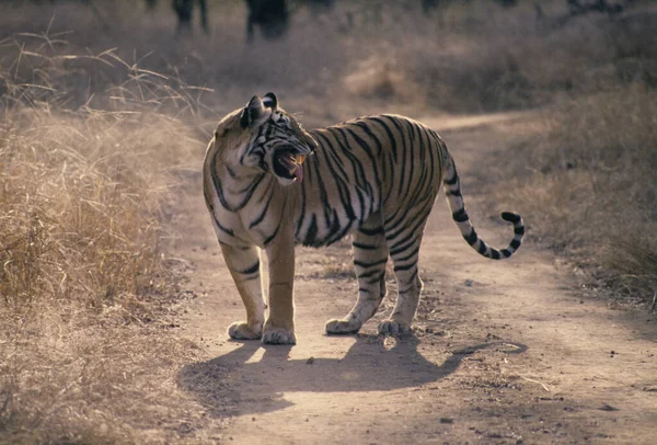 Королевский Бенгальский Тигр Panthera Neofelis Индия — стоковое фото