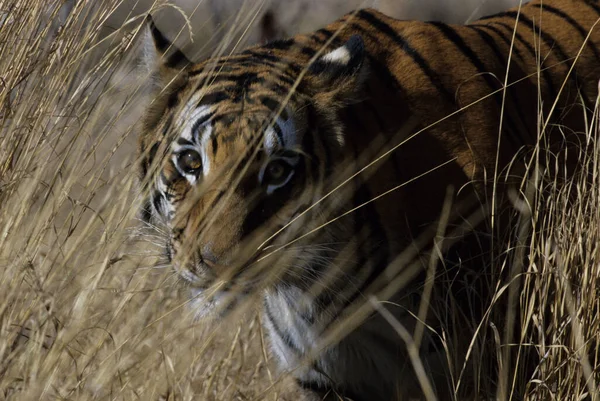 Kraliyet Bengal Kaplanı Panthera Neofelis Tigris Tigris Hindistan — Stok fotoğraf
