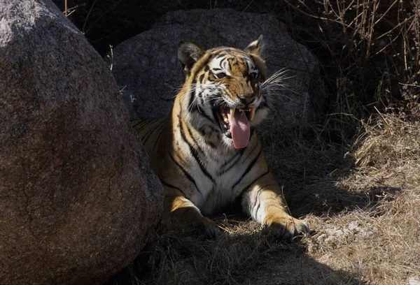 Tigre Real Bengala Panthera Neofelis Tigris Tigris India — Foto de Stock