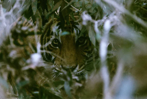 Tigre Real Bengala Panthera Neofelis Tigris Tigris India — Foto de Stock