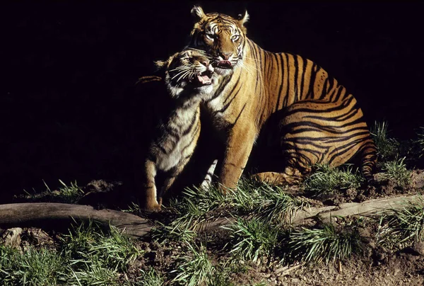 Tigre Real Bengala Panthera Neofelis Tigris Tigris India — Foto de Stock