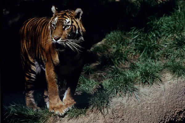 Kraliyet Bengal Kaplanı Panthera Neofelis Tigris Tigris Hindistan — Stok fotoğraf