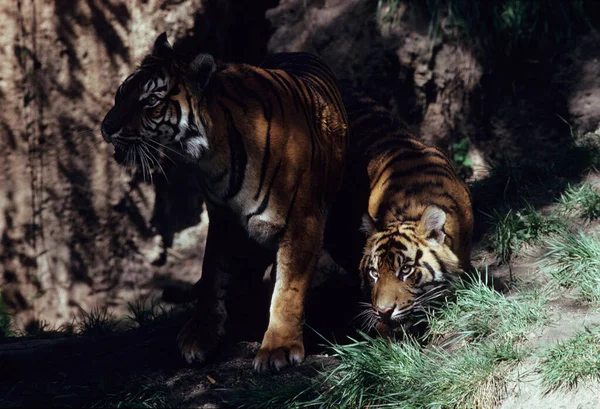 Tigre Real Bengala Panthera Neofelis Tigris Tigris India — Foto de Stock