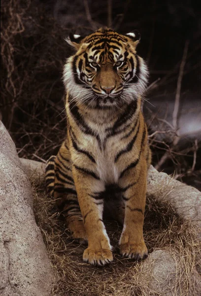 Royal Bengal Tiger Panthera Neofelis Tigris Tigris India — Stock Photo, Image