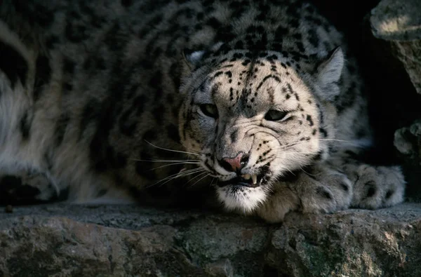 Leopardo Nieve Irbis Panthera Uncia Uncia Asia —  Fotos de Stock