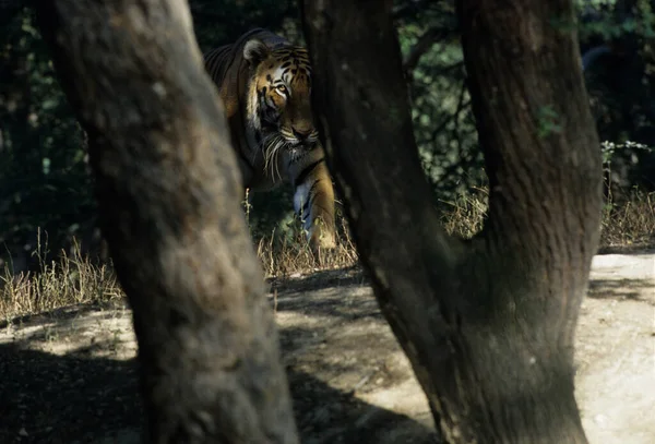 Royal Bengal Tiger Panthera Neofelis Tigris Tigris India — Fotografie, imagine de stoc