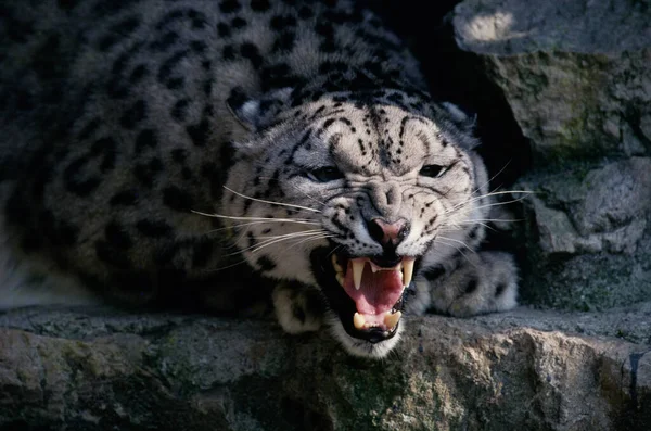 Snow Leopard Irbis Panthera Uncia Uncia Asia — стокове фото