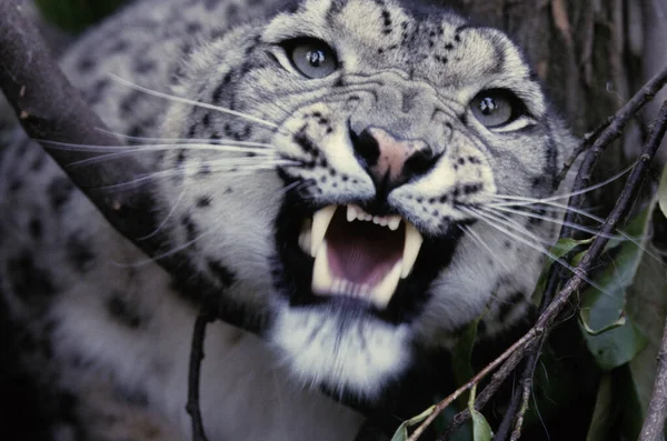 Kar Leoparı Veya Irbis Panthera Uncia Uncia Asya — Stok fotoğraf