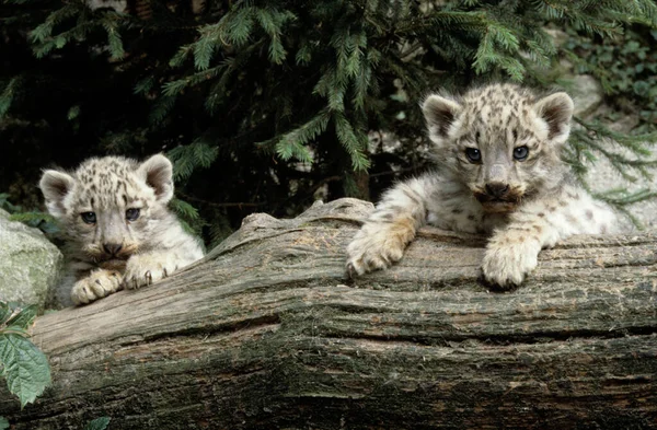 Snow Leopard Irbis Panthera Uncia Uncia Asie — Photo