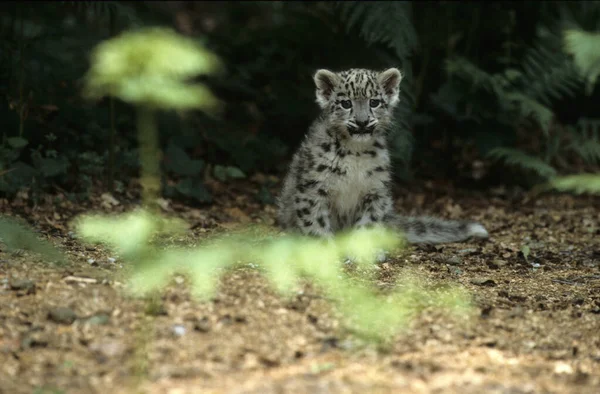 Leopardo Nieve Irbis Panthera Uncia Uncia Asia — Foto de Stock