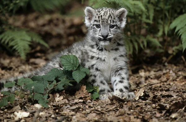Leopard Śnieżny Lub Irbis Panthera Uncia Uncia Azja — Zdjęcie stockowe