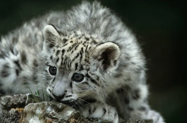 Snow Leopard Irbis Panthera Uncia Uncia Ásia — Fotografia de Stock