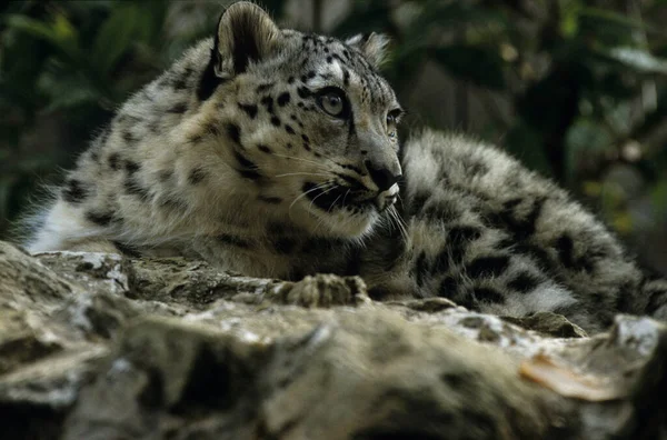 Snow Leopard Irbis Panthera Uncia Uncia Asia — Foto Stock