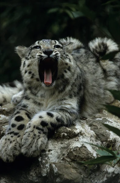 Snow Leopard Irbis Panthera Uncia Uncia Ásia — Fotografia de Stock