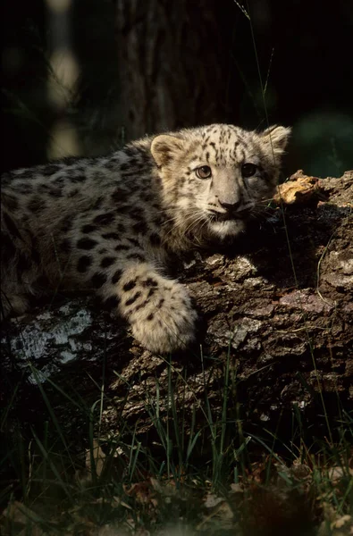 Snow Leopard Irbis Panthera Uncia Uncia Asie — Photo