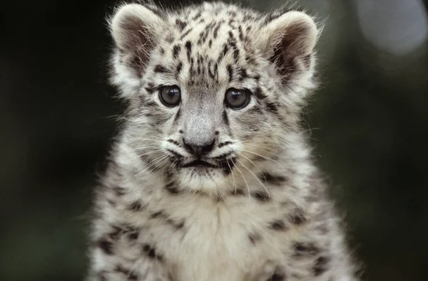 Snow Leopard Irbis Panthera Uncia Uncia Asia — Foto Stock