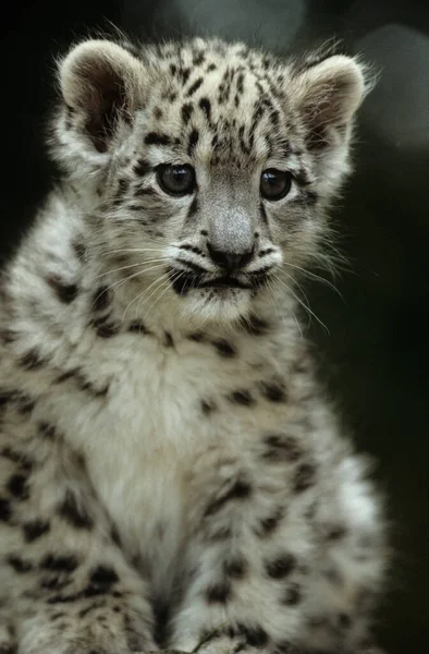 Sneeuwluipaard Irbis Panthera Uncia Uncia Azië — Stockfoto