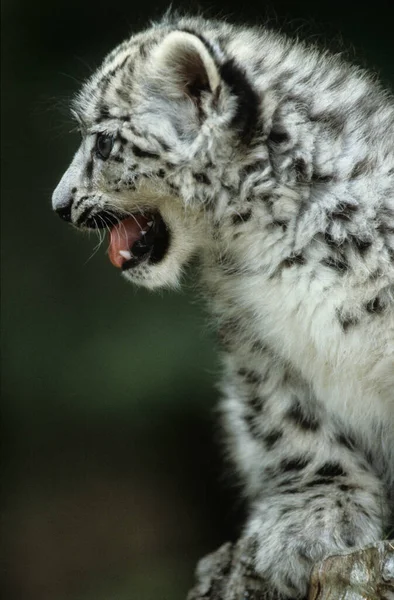 Leopardo Nieve Irbis Panthera Uncia Uncia Asia — Foto de Stock