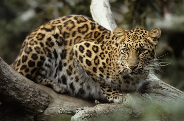 Amur Leopard Panthera Pardus Orientalis Chitwan National Park Nepal — Zdjęcie stockowe