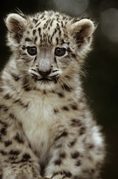 Leopardo Nieve Irbis Panthera Uncia Uncia Asia — Foto de Stock
