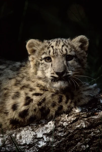 Leopard Śnieżny Lub Irbis Panthera Uncia Uncia Azja — Zdjęcie stockowe