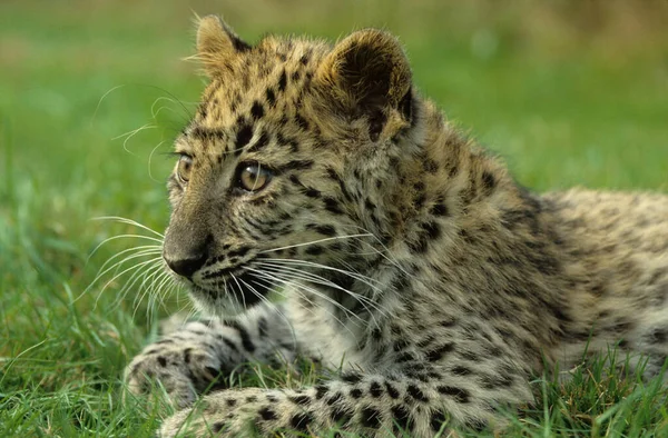 Amur Leopard Panthera Pardus Orientalis Chitwan National Park Nepal — Stockfoto