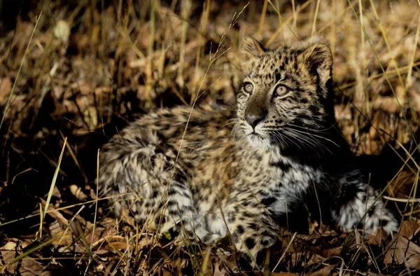 Amur Leopard Panthera Pardus Orientalis Parco Nazionale Chitwan Nepal — Foto Stock