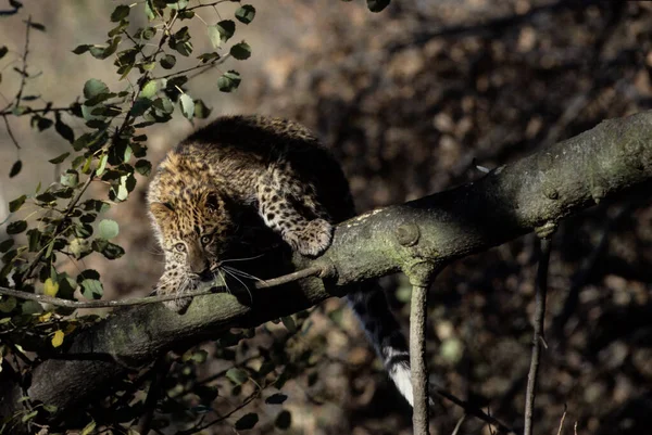 Amur Leopard Panthera Pardus Orientalis Národní Park Chitwan Nepál — Stock fotografie