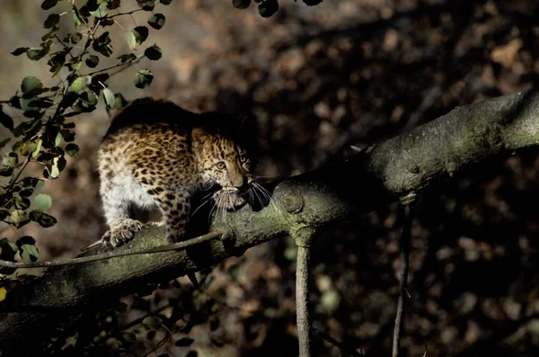 Amur Leopard Panthera Pardus Orientalis Национальный Парк Читван Непал — стоковое фото