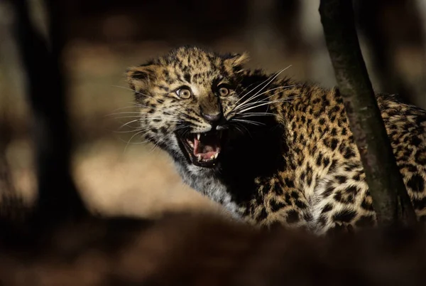 Amur Leopard Panthera Pardus Orientalis Chitwan Nationalpark Nepal — Stockfoto
