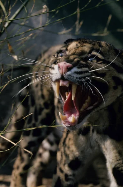 Leopardo Nublado Neofelis Nebulosa Ásia — Fotografia de Stock