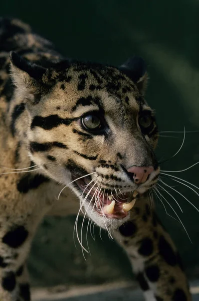 Leopardo Nuvoloso Neofelis Nebulosa Asia — Foto Stock