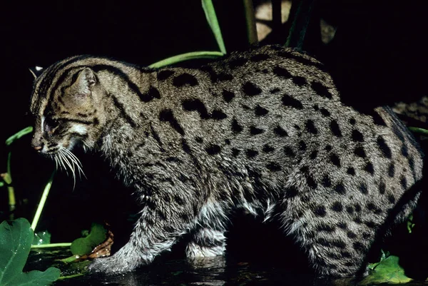 Leopardo Nublado Neofelis Nebulosa Asia —  Fotos de Stock