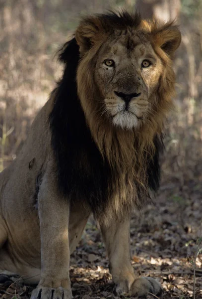 Aziatische Leeuw Panthera Leo Persica Nationaal Park Gir Gujarat India — Stockfoto