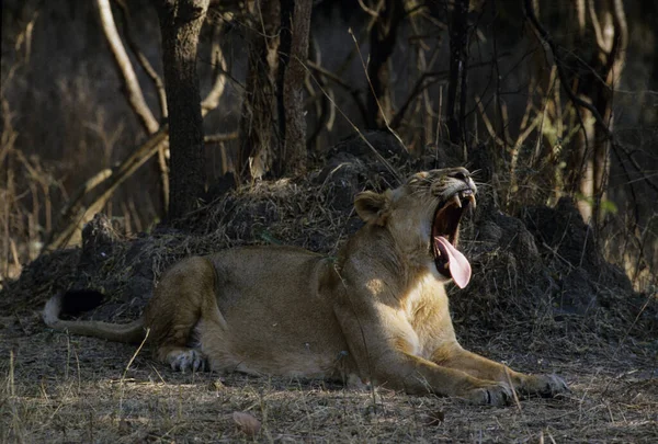 Aziatische Leeuw Panthera Leo Persica Nationaal Park Gir Gujarat India — Stockfoto