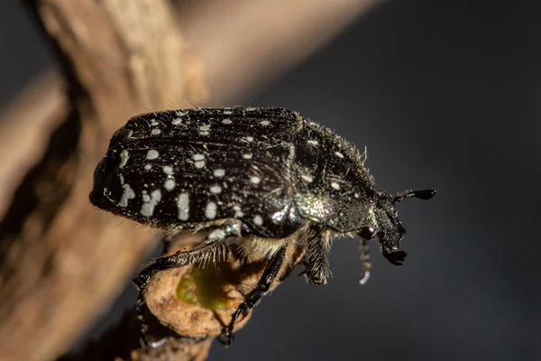 Oxythyrea Funesta Uma Espécie Insetos Coleópteros Polífagos Pertencente Família Cetoniidae — Fotografia de Stock