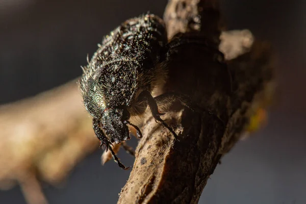 Oxythyrea Funesta Uma Espécie Insetos Coleópteros Polífagos Pertencente Família Cetoniidae — Fotografia de Stock