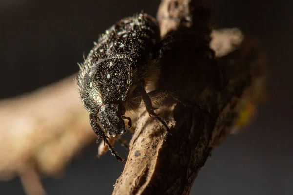 Oxythyrea Funesta Uma Espécie Insetos Coleópteros Polífagos Pertencente Família Cetoniidae — Fotografia de Stock