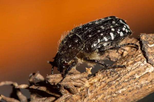 Oxythyrea Funesta Phytophagous Beetle Species Belonging Family Cetoniidae Subfamily Cetoniinae — Stock Photo, Image